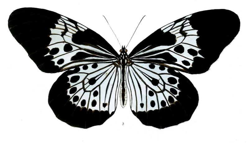 HestiaHadeniiF 4 3