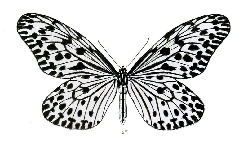 HestiaKanarensis 2 2a