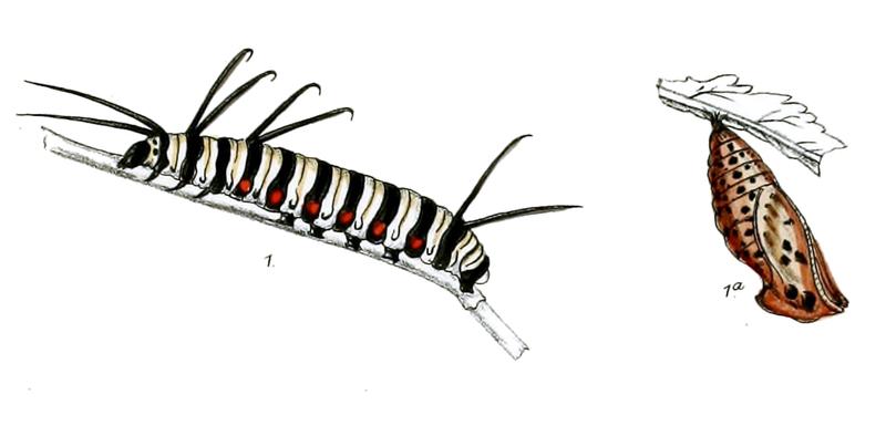 HestiaMalabarica 2 1