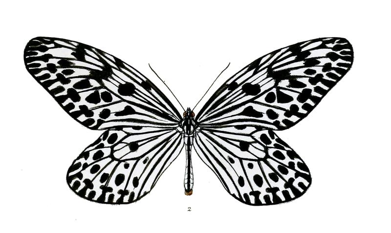 HestiaMalabarica 2 2