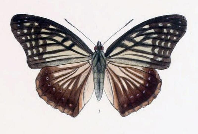 HestinaNama200 1