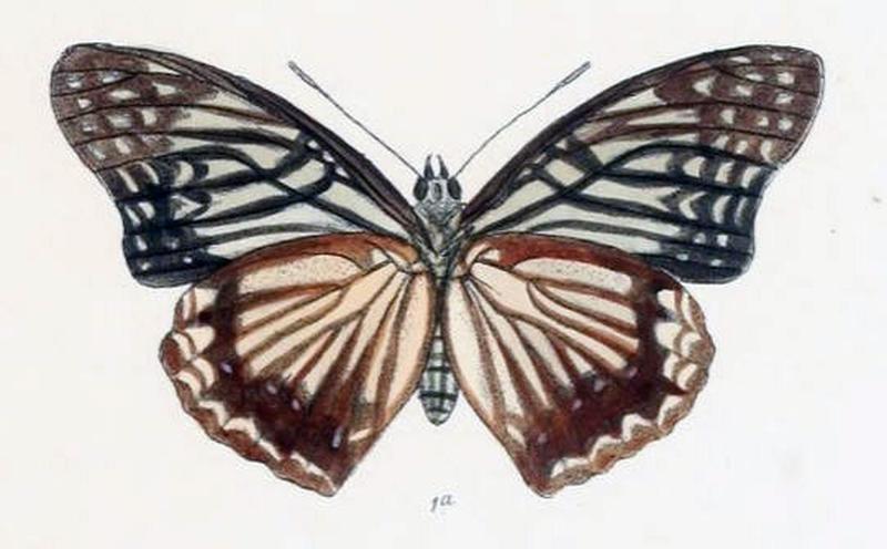 HestinaNama200 1a