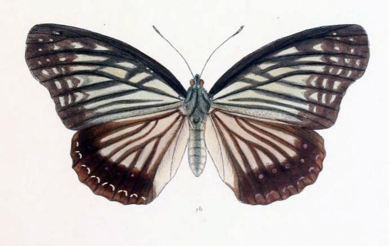 HestinaNama200 1b