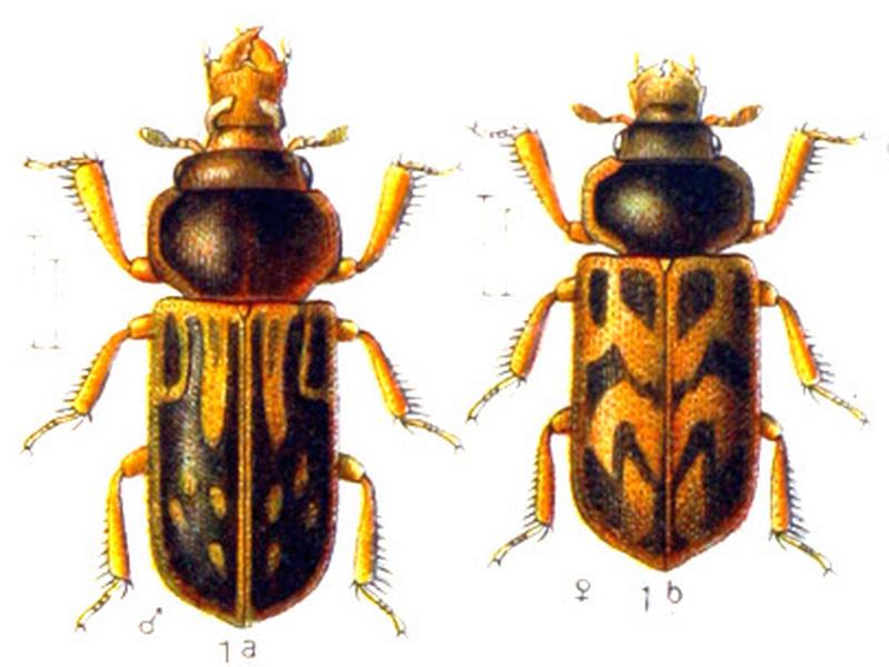 Heterocerus parallelus
