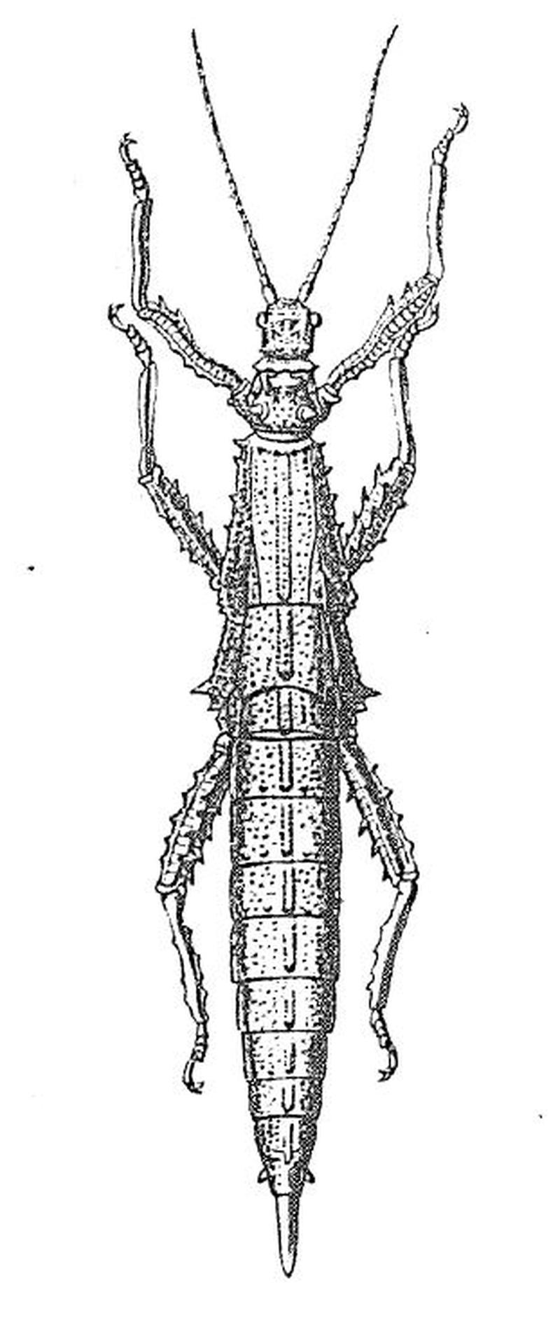 Heterocopus leprosus ex Redtenbacher