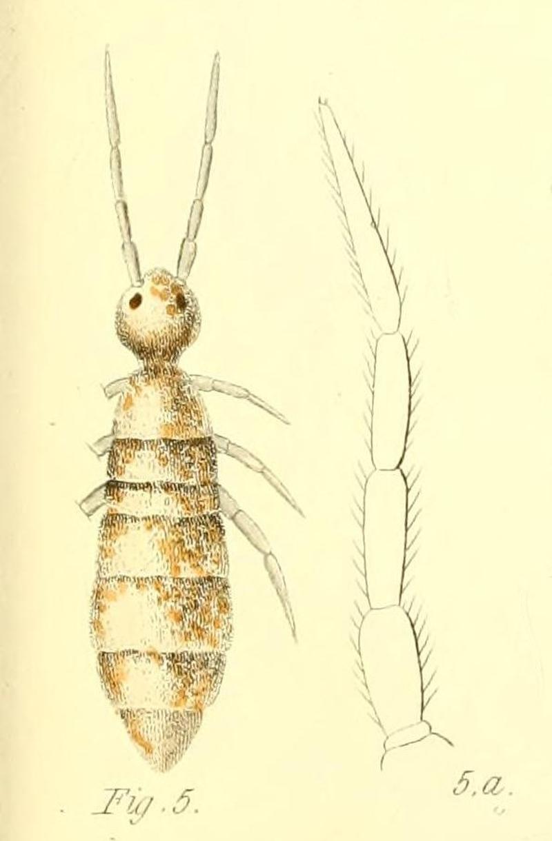 Heteromurus nitidus 1835