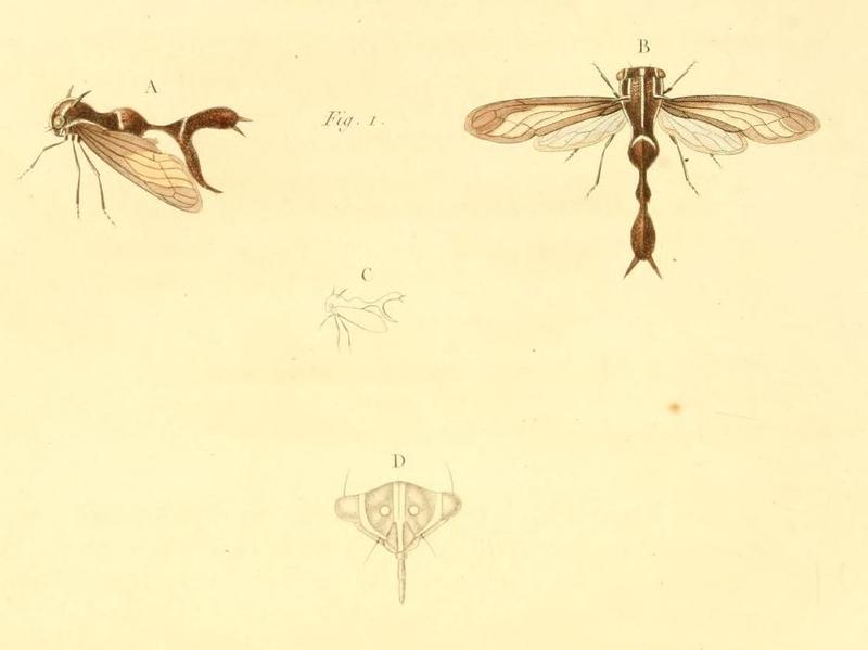 Heteronotus bicornis 1831