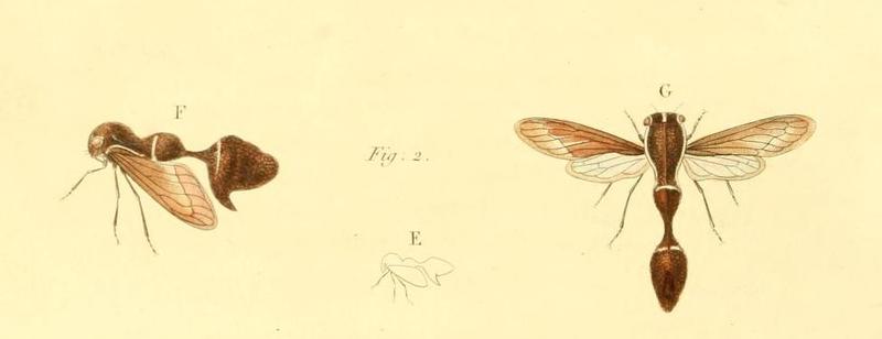 Heteronotus glandiferus 1831