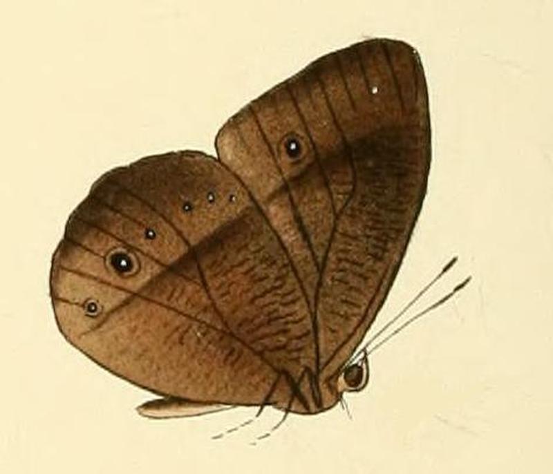 Heteropsis adolphei