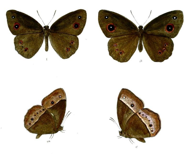Heteropsis adolphei 71