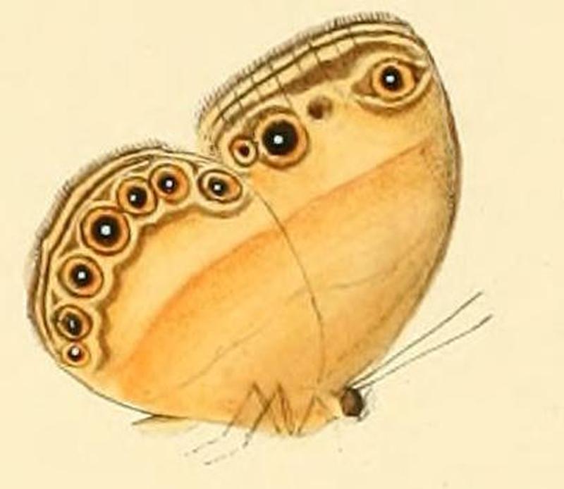 Heteropsis eliasis