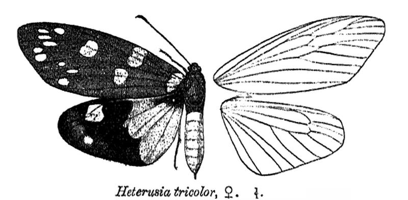 HeterusiaTricolor