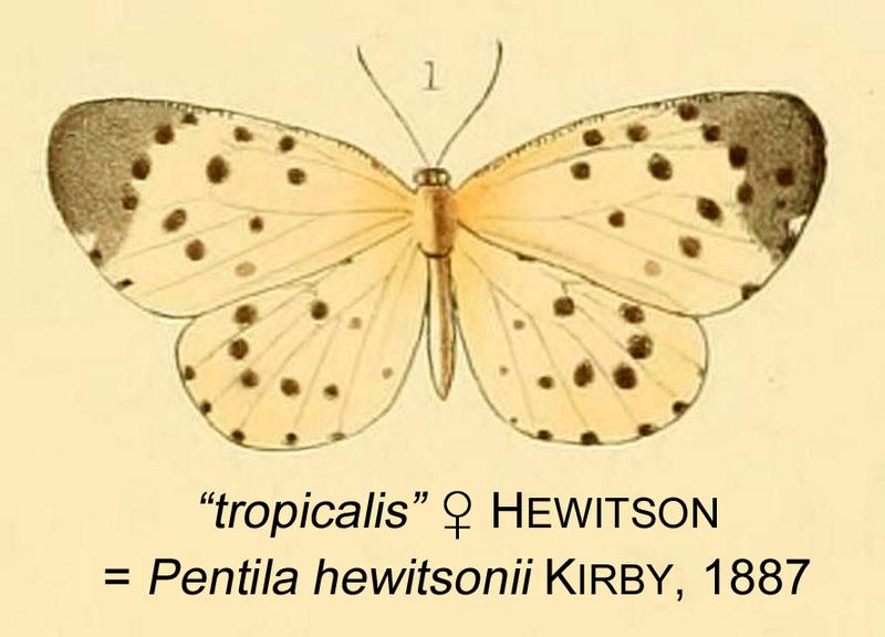 Hewitsoni as tropicalisHewitson1866