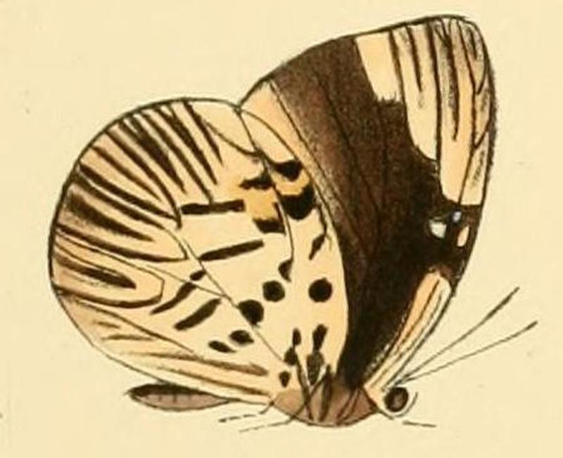 Hewitsonia boisduvalii2