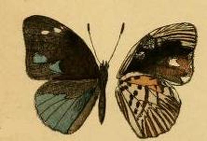 Hewitsonia kirbyi
