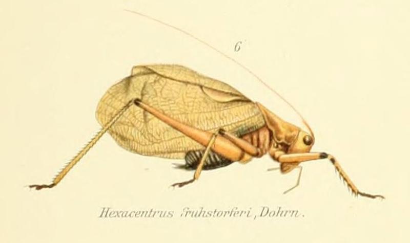 Hexacentrus fruhstorferi Dohrn, 1905