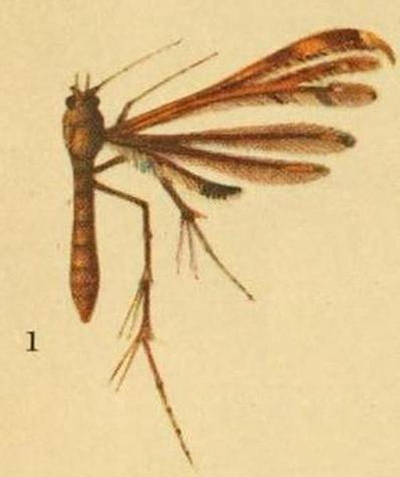 Hexadactilia trilobata