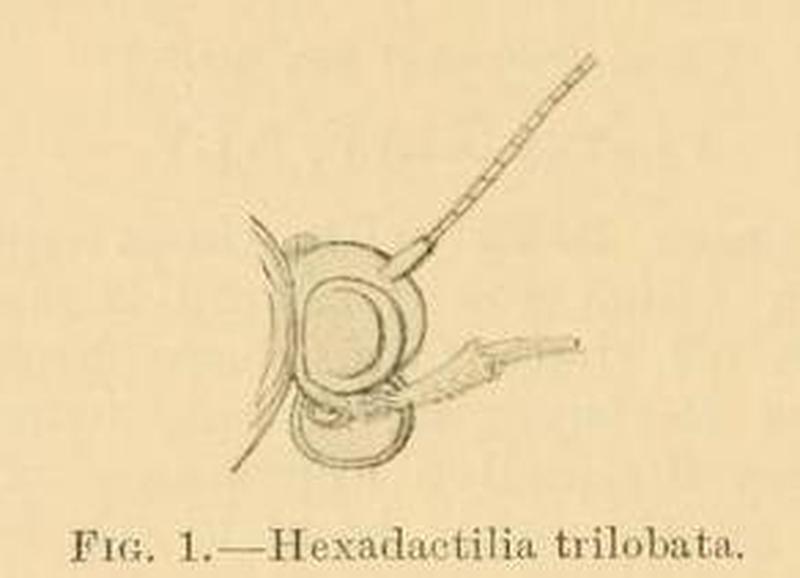 Hexadactilia trilobata head