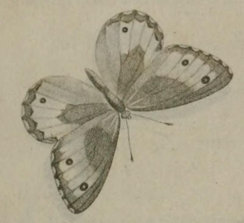 Hipparchia aristaeus