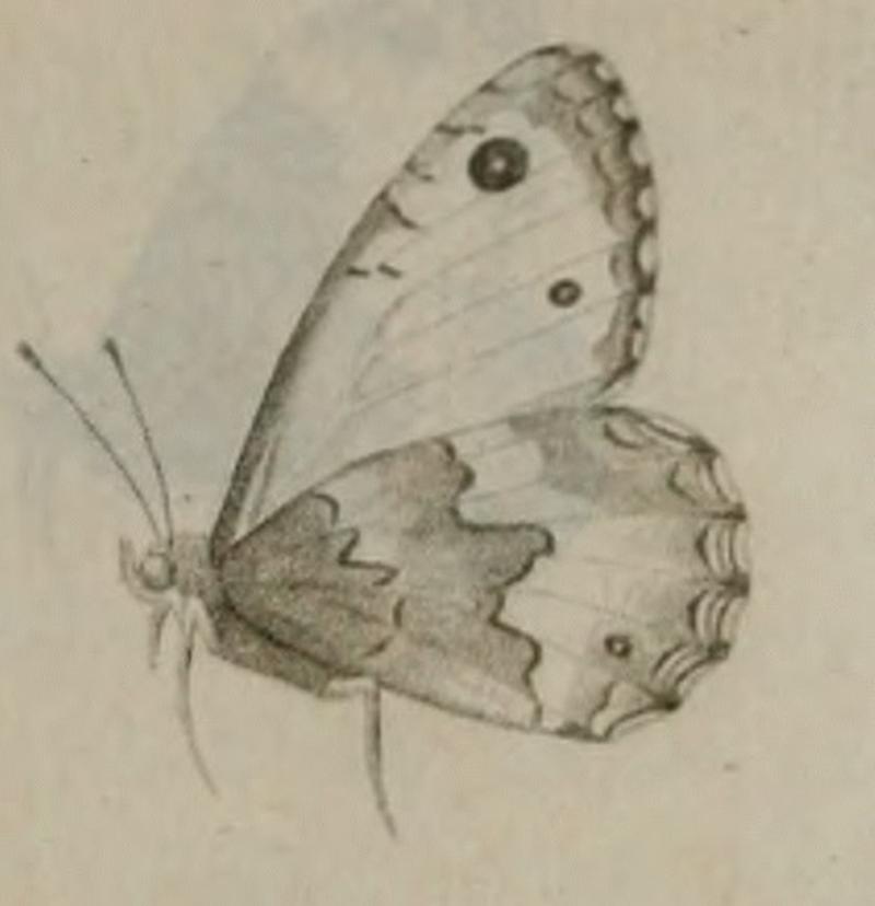 Hipparchia aristaeus1