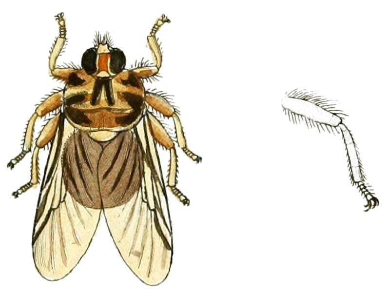 Hippobosca equina Linnaeus, 1758 labelled as Hippobosca equina Fabr. (Panzer & Sturm 1793), whitened, clean, no labels