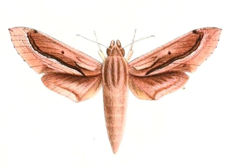 Hippotion velox 1894