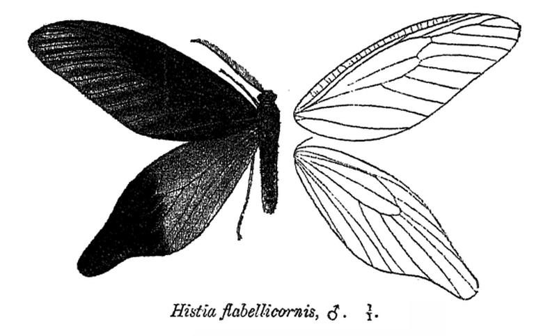 HistiaFlabellicornis