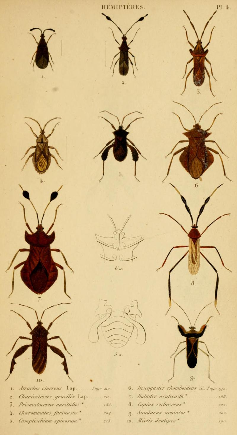 HistoireNaturelleInsectes.Hémiptères.Plate4