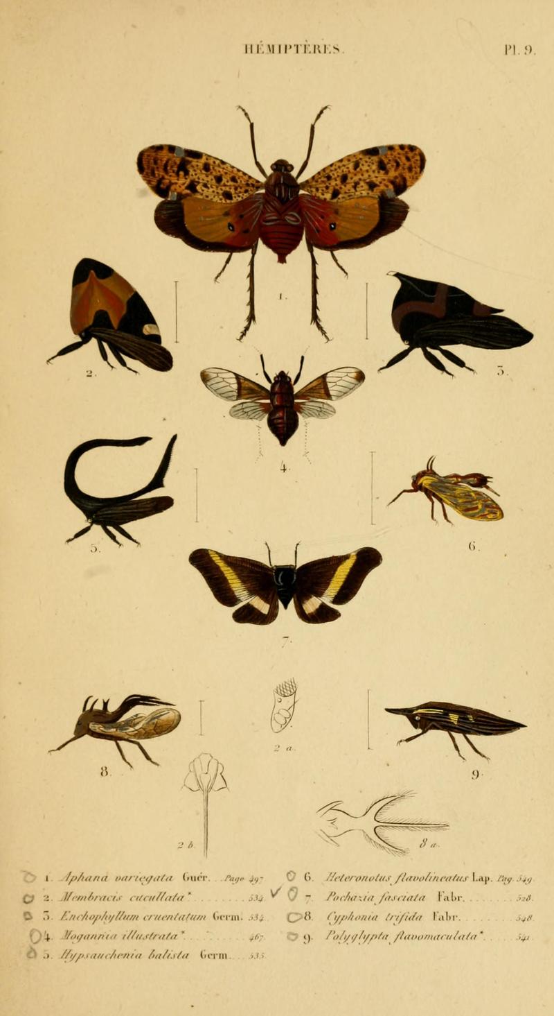 HistoireNaturelleInsectes.Hémiptères.Plate9