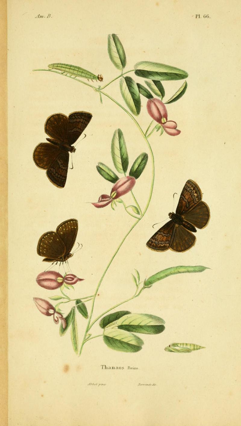 Histoire générale et iconographie des lépidoptères et des chenilles de l'Amerique septentrionale BHL10015453