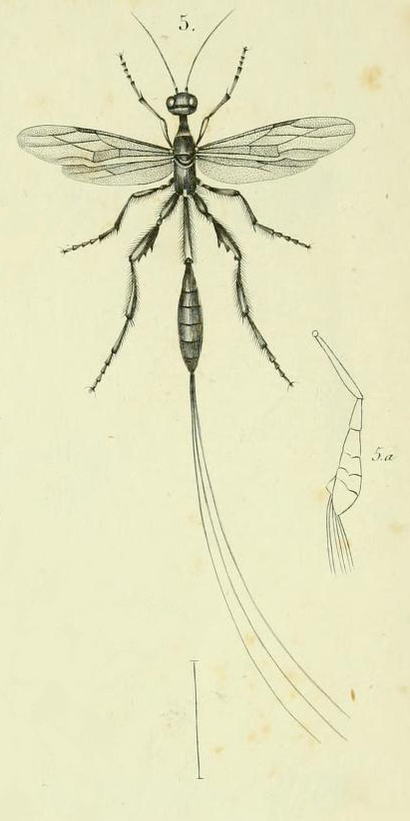 Histoire naturelle des insectes. Hymenopteres. Planche XL. Fig. 5