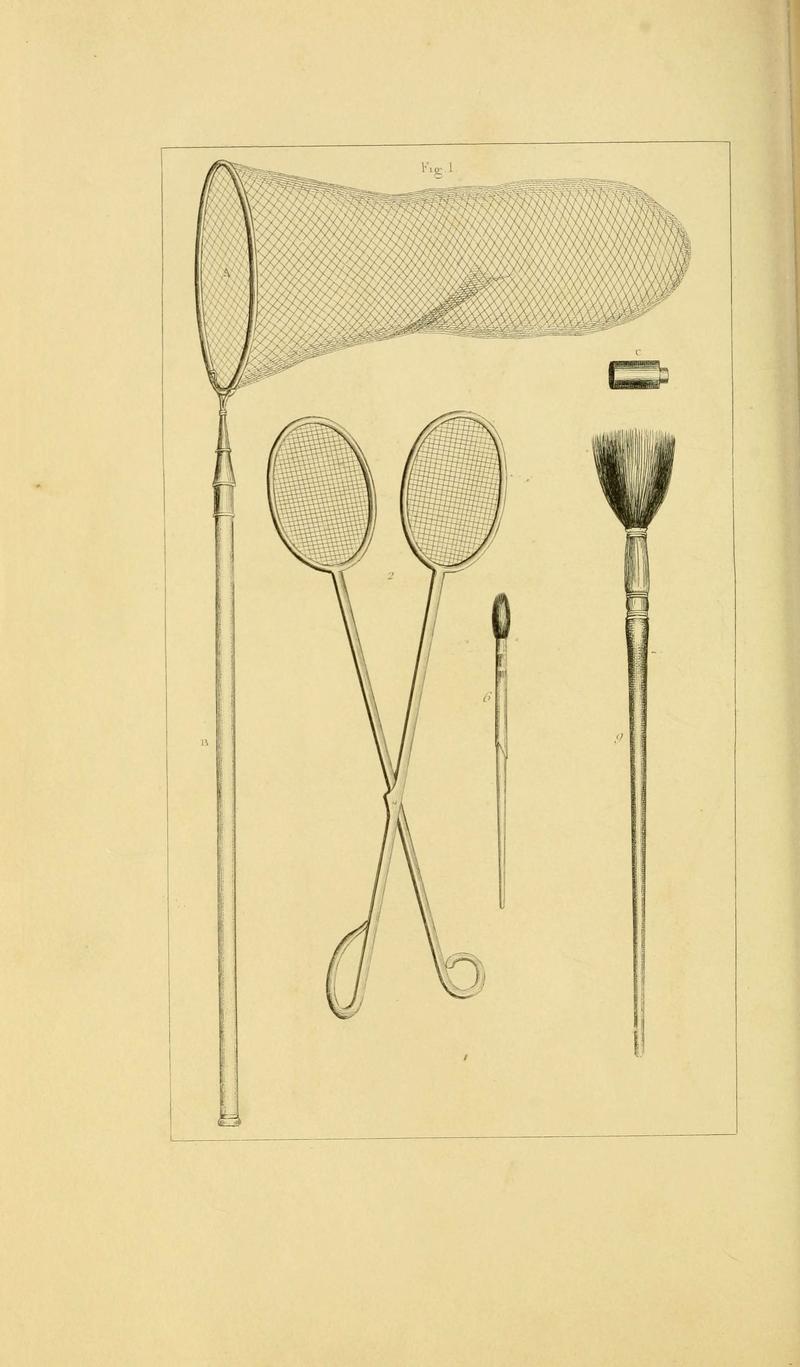 Histoire naturelle des lépidoptères d'Europe (6053238733)