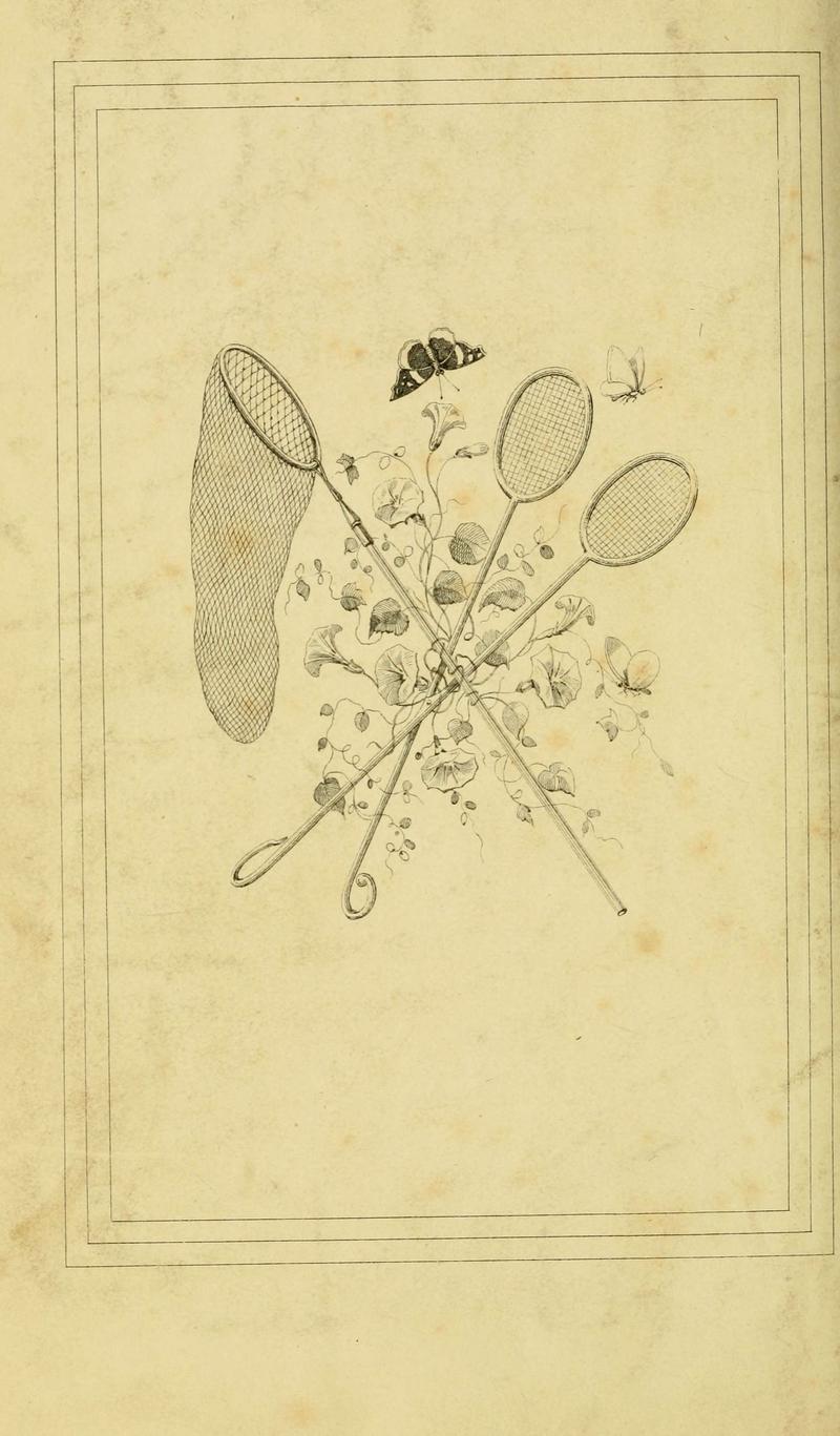 Histoire naturelle des lépidoptères d'Europe (6053878196)