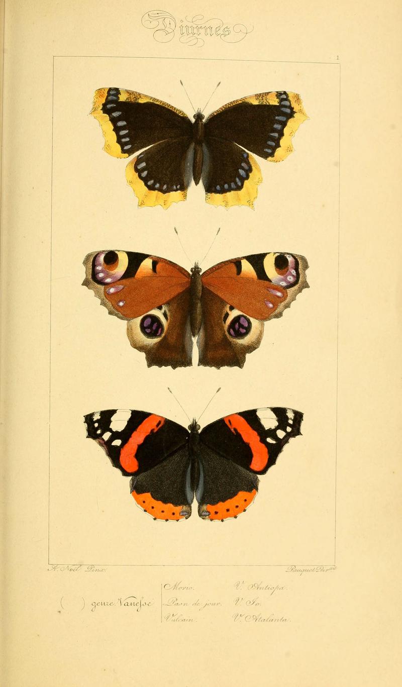 Histoire naturelle des lépidoptères d'Europe (Plate 1) (6053240027)