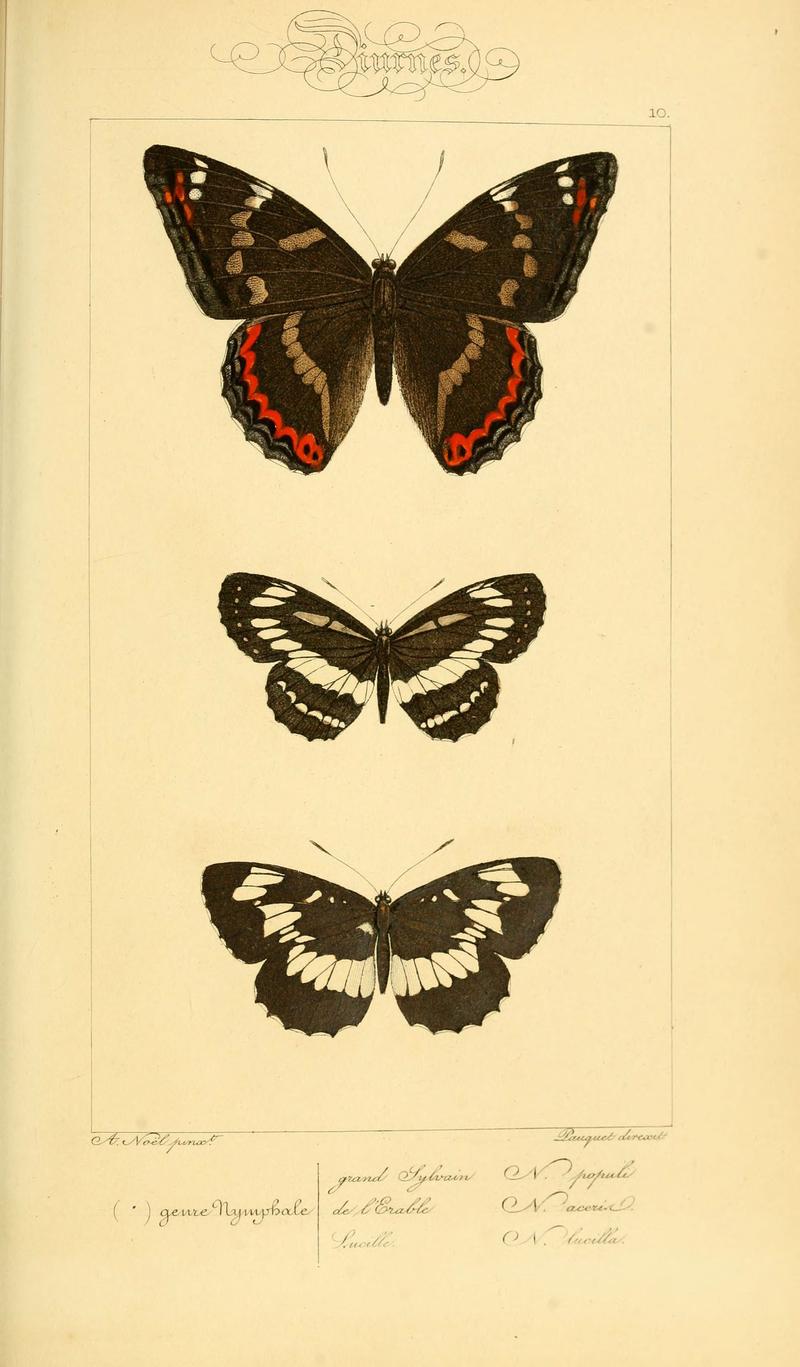 Histoire naturelle des lépidoptères d'Europe (Plate 10) (6053251063)