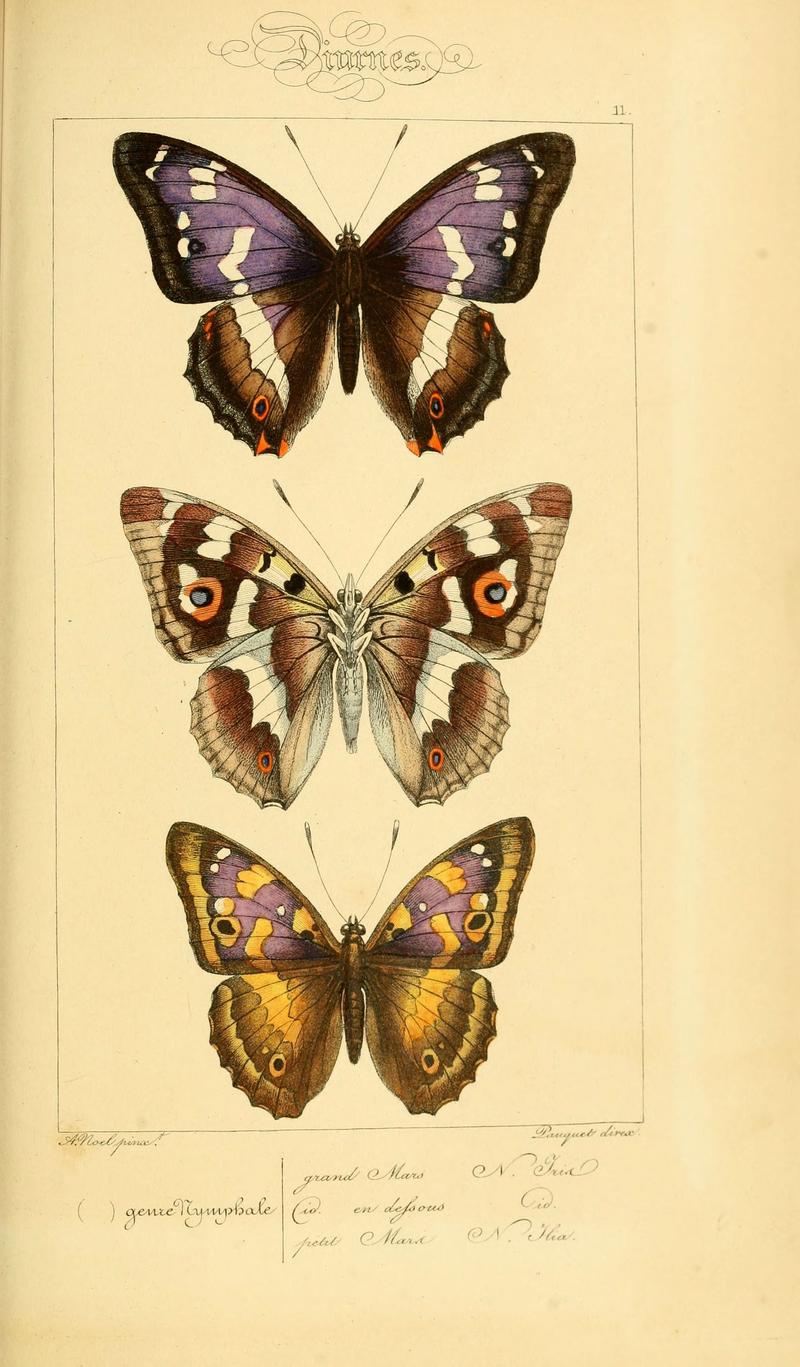 Histoire naturelle des lépidoptères d'Europe (Plate 11) (6053817456)