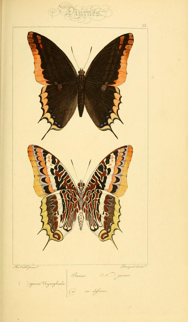 Histoire naturelle des lépidoptères d'Europe (Plate 12) (6053819920)