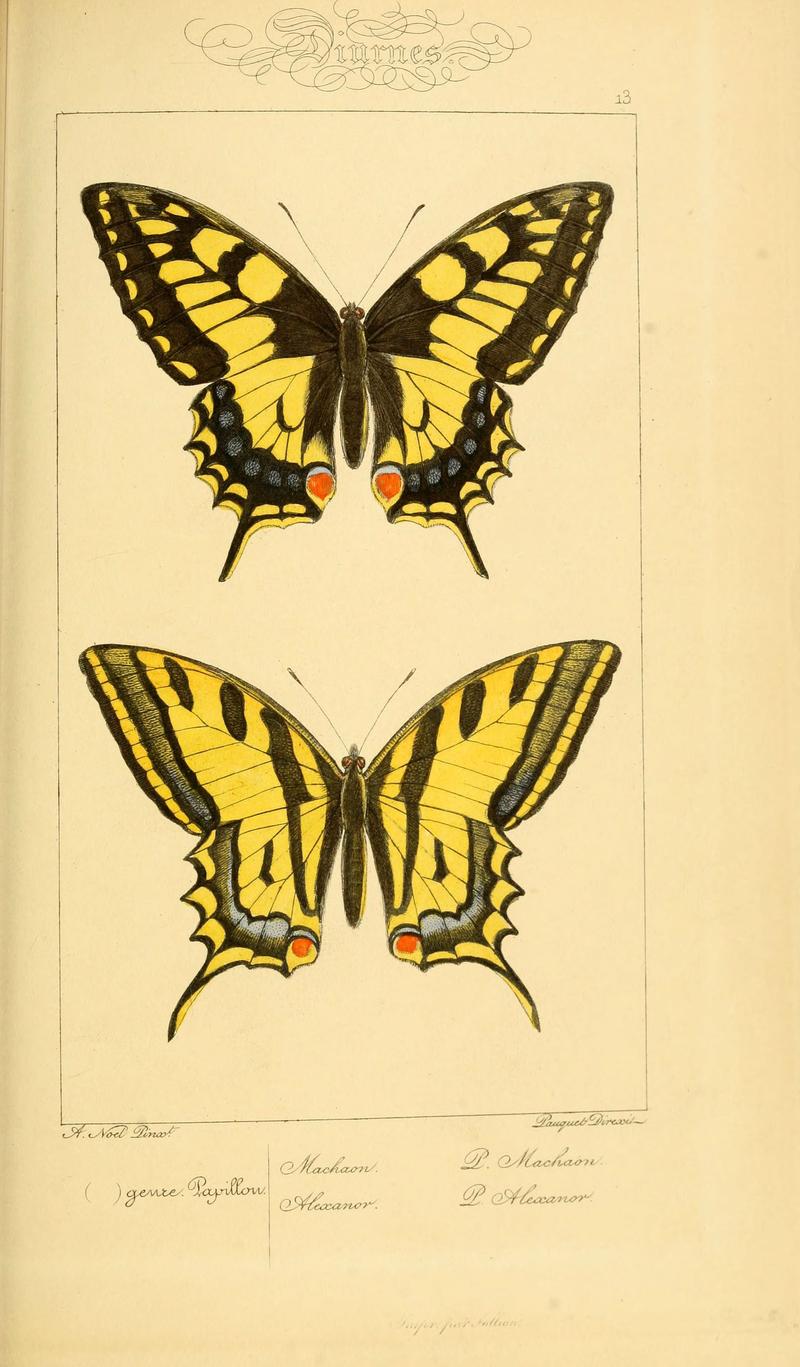 Histoire naturelle des lépidoptères d'Europe (Plate 13) (6053272785)