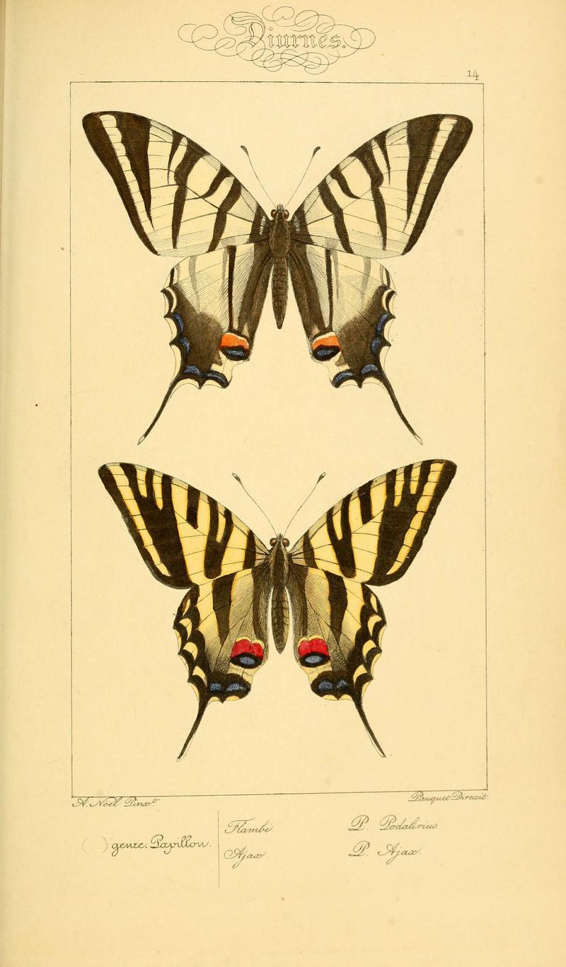 Histoire naturelle des lépidoptères d'Europe (Plate 14) (6053822814)