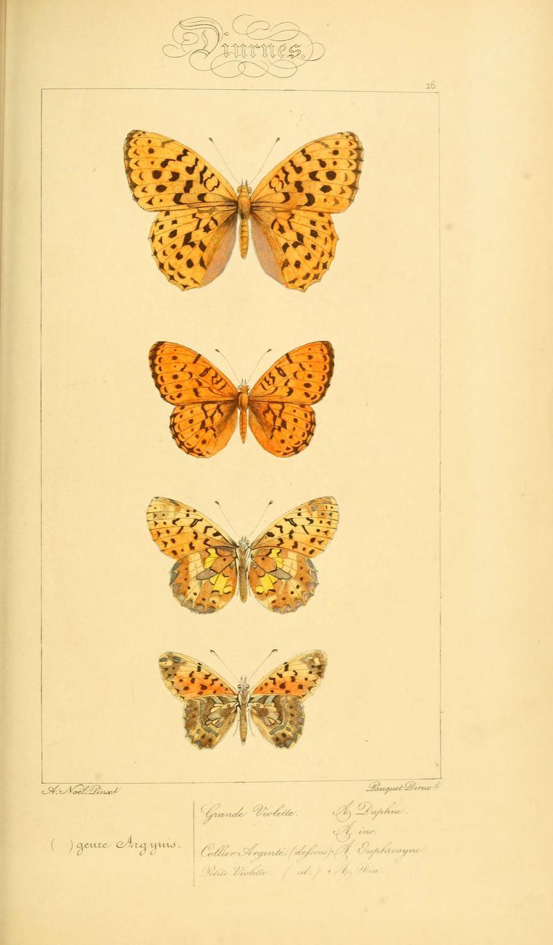 Histoire naturelle des lépidoptères d'Europe (Plate 16) (6053275311)