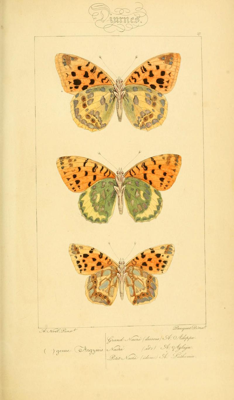Histoire naturelle des lépidoptères d'Europe (Plate 17) (6053275641)