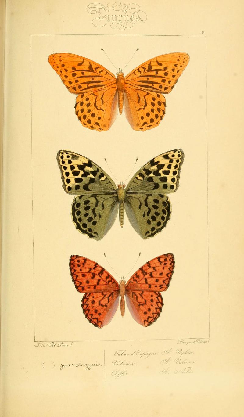 Histoire naturelle des lépidoptères d'Europe (Plate 18) (6053825858)
