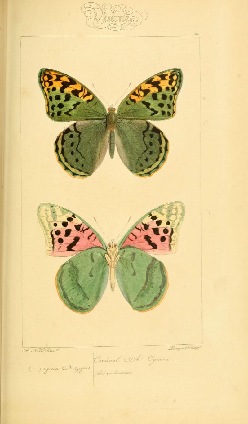 Histoire naturelle des lépidoptères d'Europe (Plate 19) (6053829042)