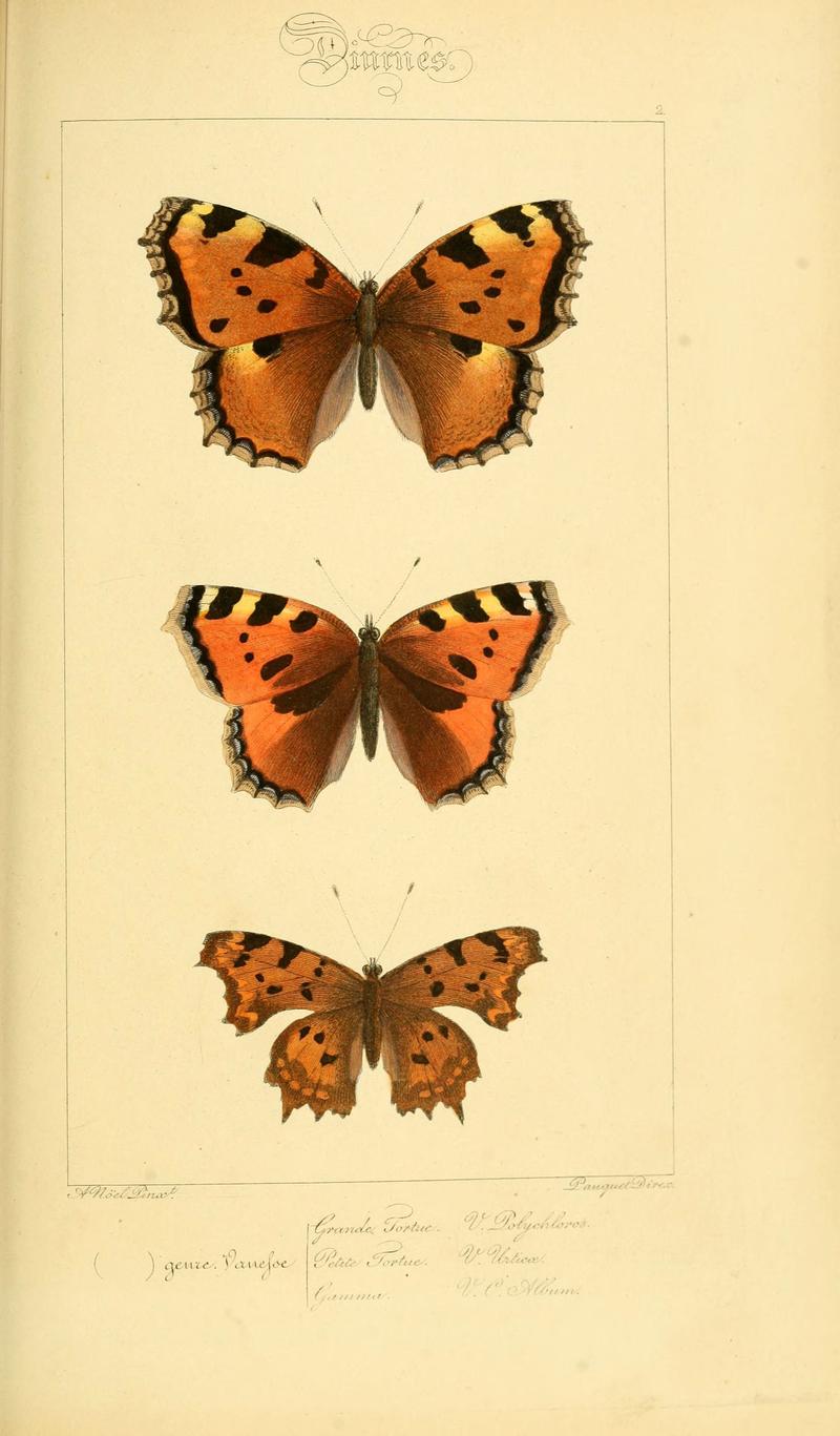Histoire naturelle des lépidoptères d'Europe (Plate 2) (6053792198)