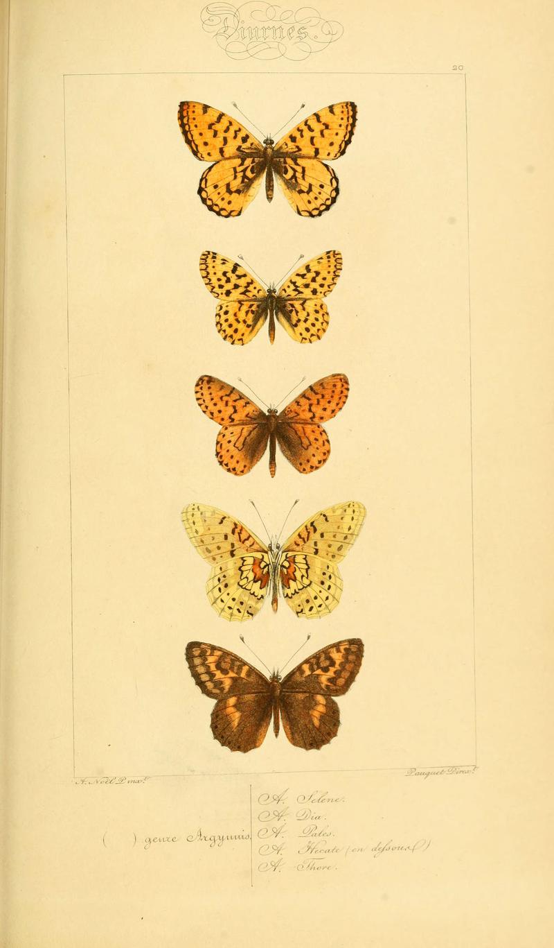 Histoire naturelle des lépidoptères d'Europe (Plate 20) (6053830120)