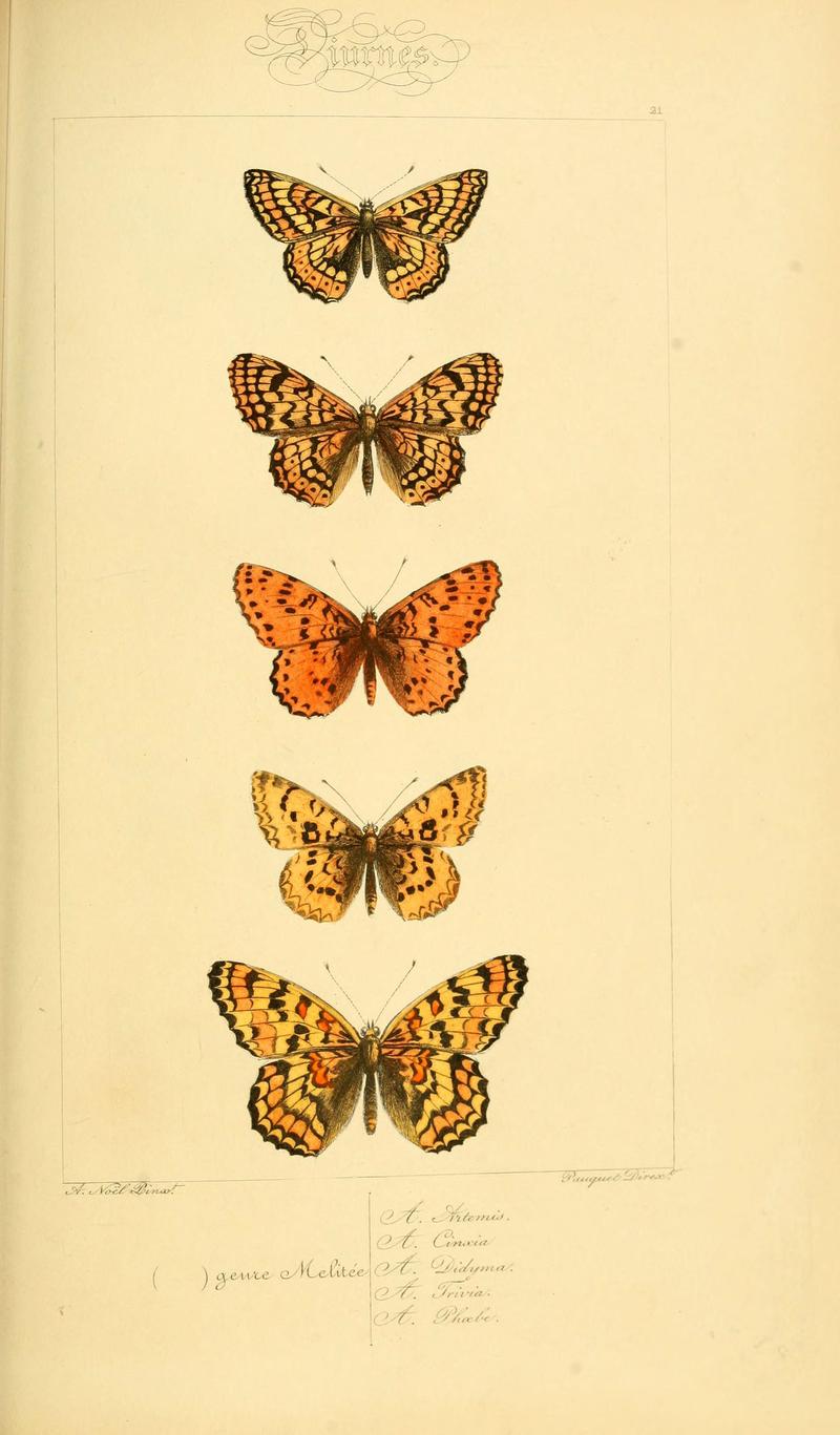 Histoire naturelle des lépidoptères d'Europe (Plate 21) (6053830602)