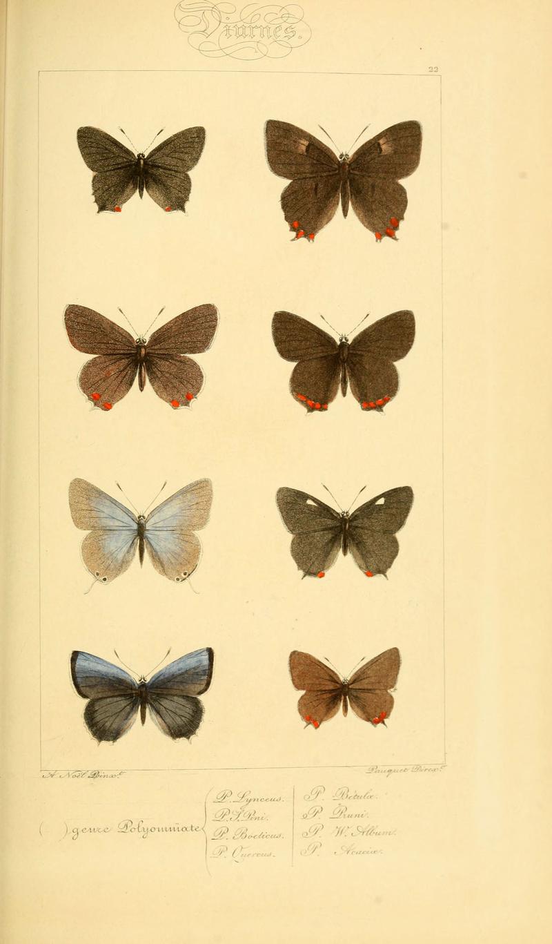 Histoire naturelle des lépidoptères d'Europe (Plate 22) (6053831118)