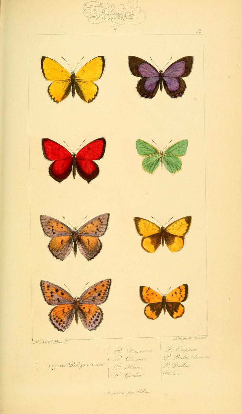 Histoire naturelle des lépidoptères d'Europe (Plate 23) (6053831636)