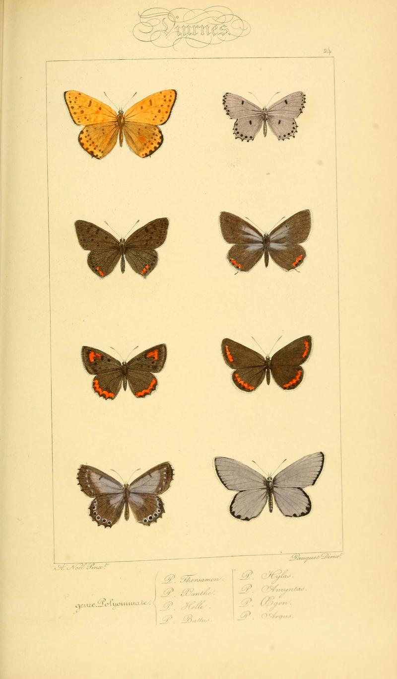 Histoire naturelle des lépidoptères d'Europe (Plate 24) (6053282215)