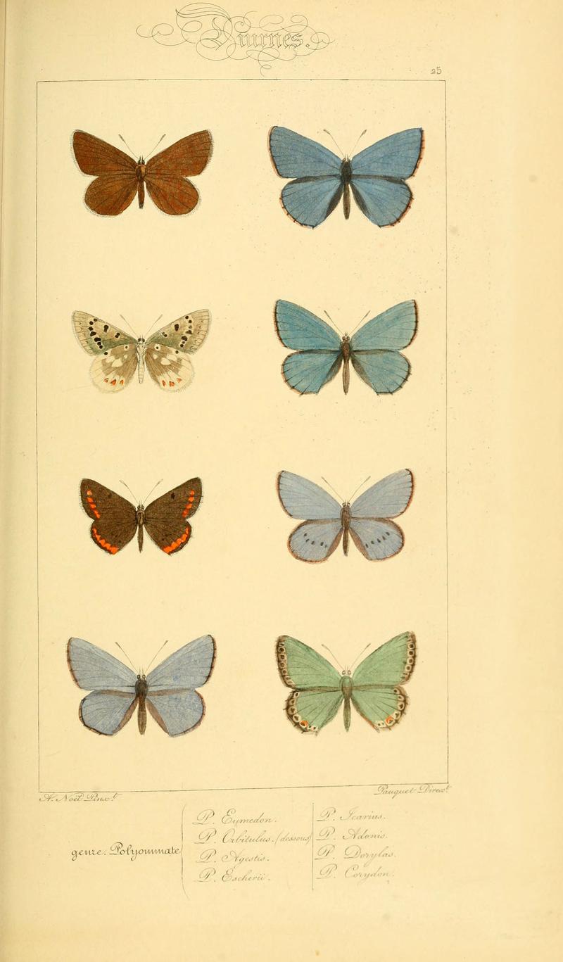 Histoire naturelle des lépidoptères d'Europe (Plate 25) (6053832424)